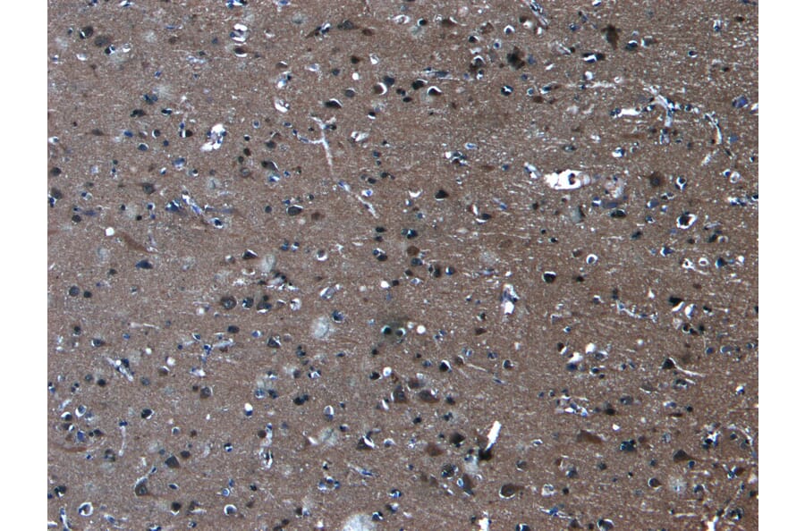 Immunohistochemistry - Anti-PCDH11Y/PCDH11X Antibody (A286031) - Antibodies.com