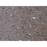 Immunohistochemistry - Anti-PCDH11Y/PCDH11X Antibody (A286031) - Antibodies.com