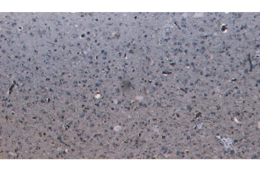 Immunohistochemistry - Anti-PCDH11Y/PCDH11X Antibody (A286031) - Antibodies.com