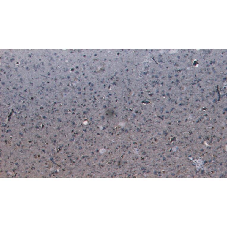 Immunohistochemistry - Anti-PCDH11Y/PCDH11X Antibody (A286031) - Antibodies.com