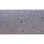 Immunohistochemistry - Anti-PCDH11Y/PCDH11X Antibody (A286031) - Antibodies.com