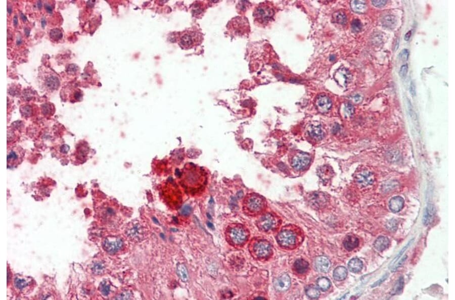 Immunohistochemistry - Anti-Prokineticin 2/PK2 Antibody (A286032) - Antibodies.com