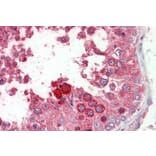 Immunohistochemistry - Anti-Prokineticin 2/PK2 Antibody (A286032) - Antibodies.com