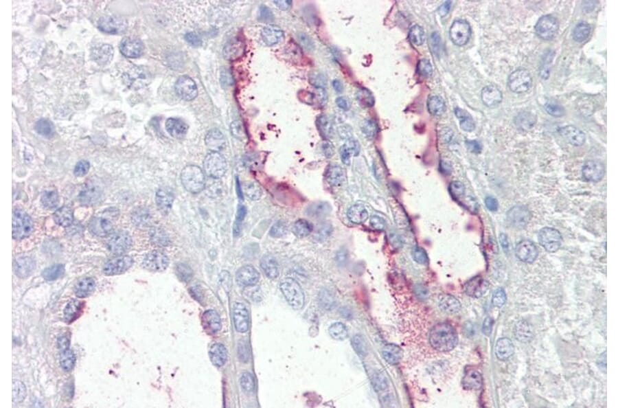 Immunohistochemistry - Anti-KCNE3 Antibody (A286033) - Antibodies.com