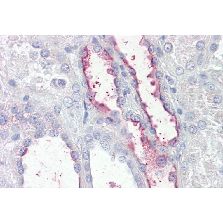 Immunohistochemistry - Anti-KCNE3 Antibody (A286033) - Antibodies.com
