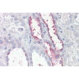 Immunohistochemistry - Anti-KCNE3 Antibody (A286033) - Antibodies.com