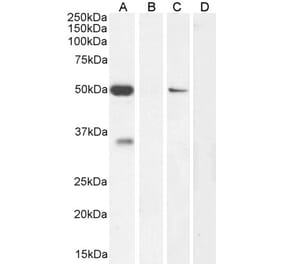 Western Blot - Anti-KCNN4 Antibody (A286034) - Antibodies.com