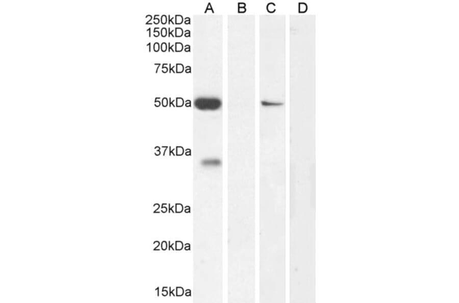 Western Blot - Anti-KCNN4 Antibody (A286034) - Antibodies.com