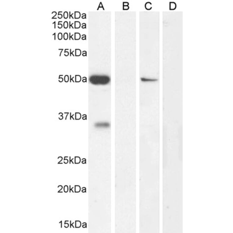 Western Blot - Anti-KCNN4 Antibody (A286034) - Antibodies.com