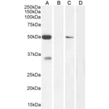 Western Blot - Anti-KCNN4 Antibody (A286034) - Antibodies.com
