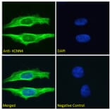 Immunofluorescence - Anti-KCNN4 Antibody (A286034) - Antibodies.com
