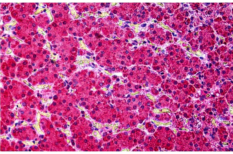 Immunohistochemistry - Anti-KCNN4 Antibody (A286034) - Antibodies.com