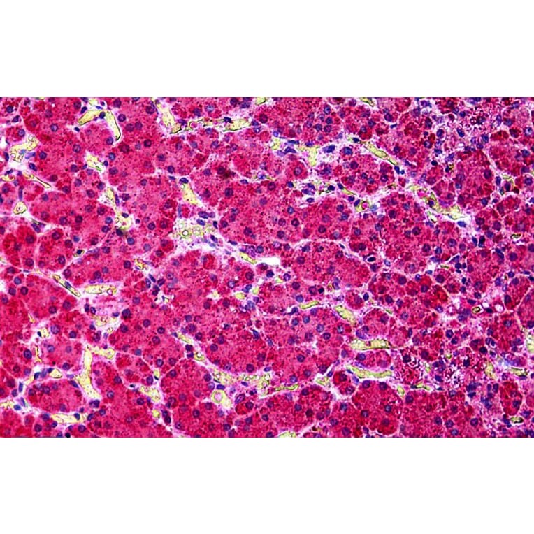Immunohistochemistry - Anti-KCNN4 Antibody (A286034) - Antibodies.com