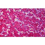 Immunohistochemistry - Anti-KCNN4 Antibody (A286034) - Antibodies.com