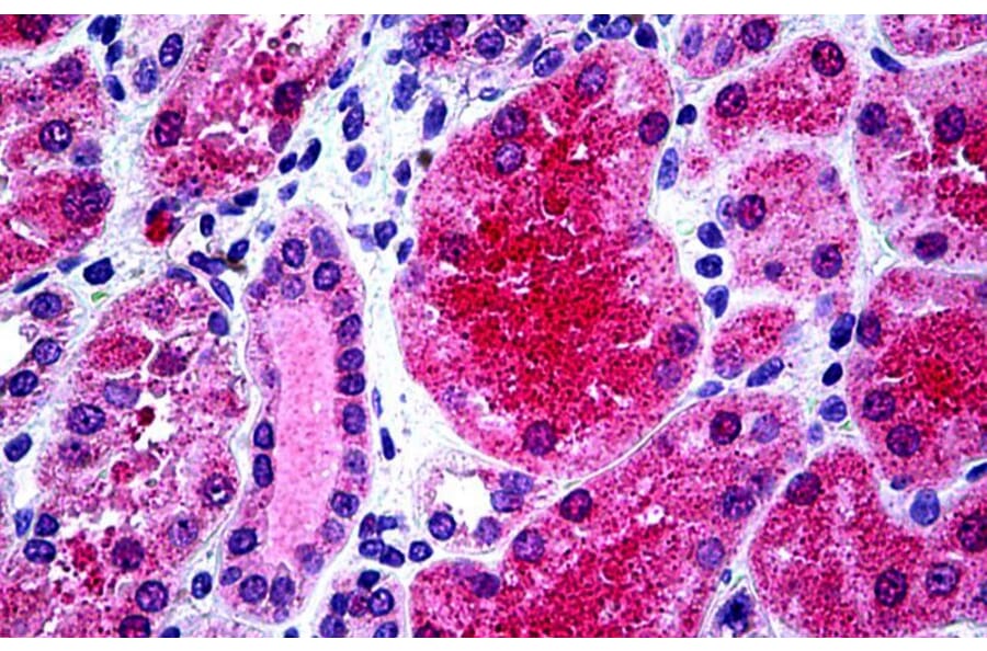 Immunohistochemistry - Anti-KCNN4 Antibody (A286034) - Antibodies.com