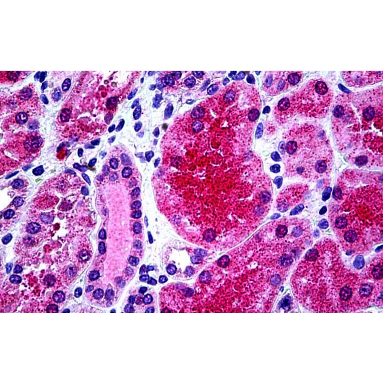 Immunohistochemistry - Anti-KCNN4 Antibody (A286034) - Antibodies.com