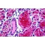 Immunohistochemistry - Anti-KCNN4 Antibody (A286034) - Antibodies.com