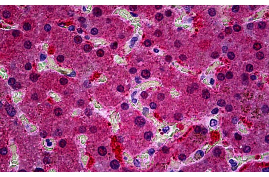 Immunohistochemistry - Anti-KCNN4 Antibody (A286034) - Antibodies.com