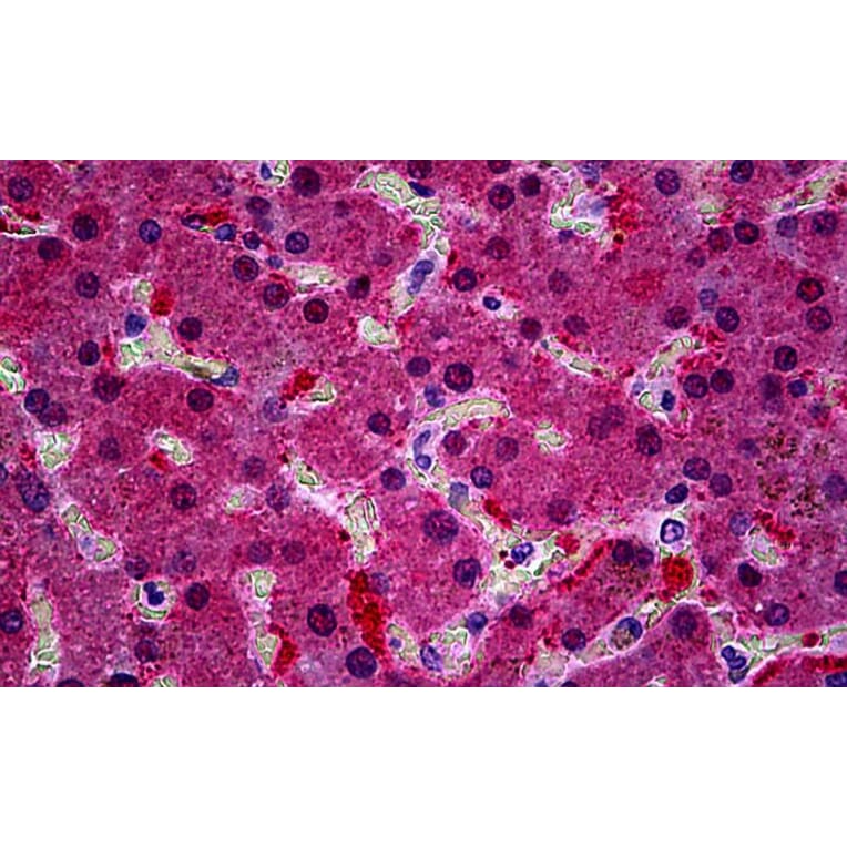 Immunohistochemistry - Anti-KCNN4 Antibody (A286034) - Antibodies.com