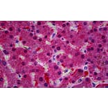 Immunohistochemistry - Anti-KCNN4 Antibody (A286034) - Antibodies.com
