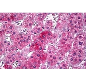 Immunohistochemistry - Anti-Upstream Binding Protein 1 Antibody (A286035) - Antibodies.com