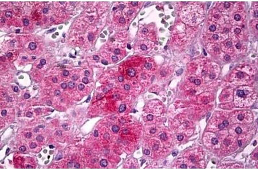 Immunohistochemistry - Anti-Upstream Binding Protein 1 Antibody (A286035) - Antibodies.com