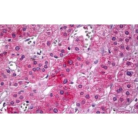 Immunohistochemistry - Anti-Upstream Binding Protein 1 Antibody (A286035) - Antibodies.com