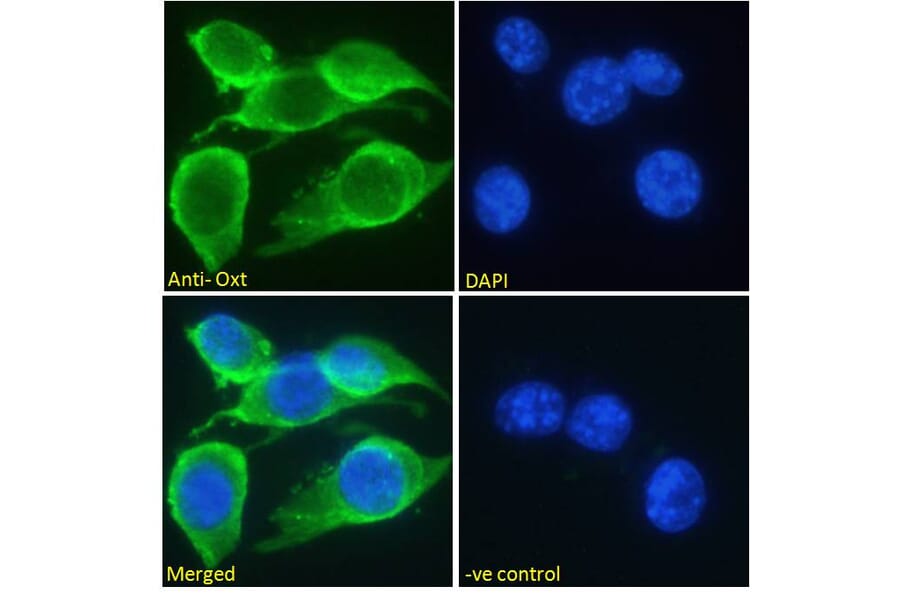 Immunofluorescence - Anti-Oxytocin-neurophysin 1 Antibody (A286036) - Antibodies.com