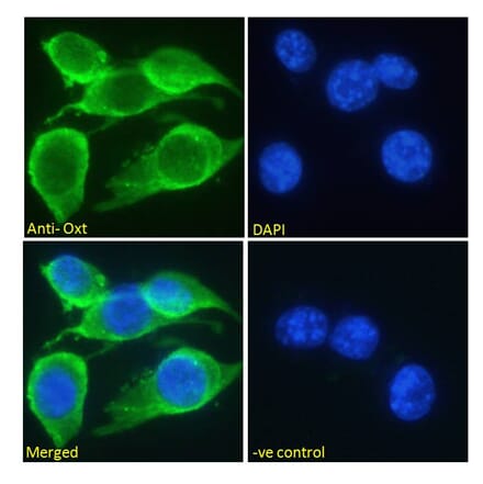 Immunofluorescence - Anti-Oxytocin-neurophysin 1 Antibody (A286036) - Antibodies.com