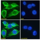 Immunofluorescence - Anti-Oxytocin-neurophysin 1 Antibody (A286036) - Antibodies.com