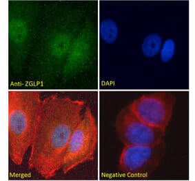Immunofluorescence - Anti-ZGLP1 Antibody (A286038) - Antibodies.com