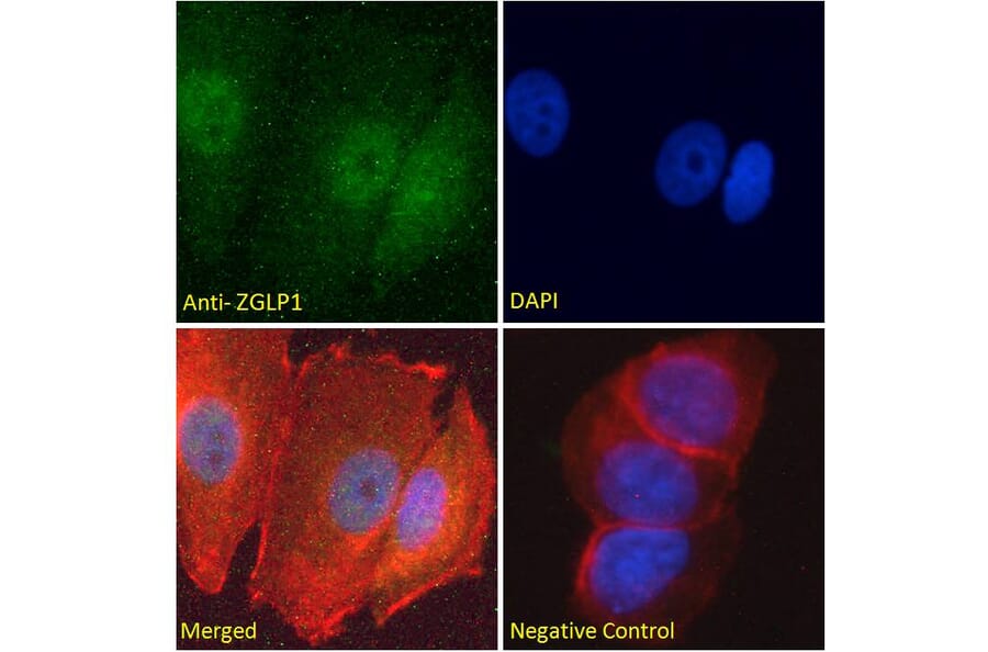 Immunofluorescence - Anti-ZGLP1 Antibody (A286038) - Antibodies.com