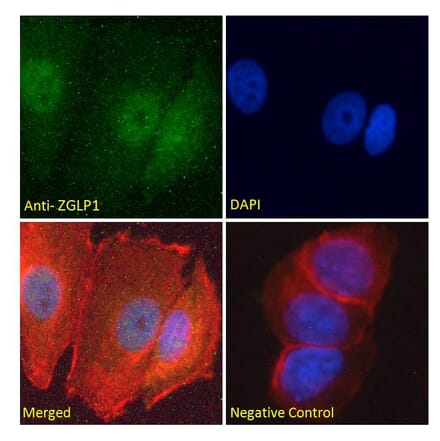 Immunofluorescence - Anti-ZGLP1 Antibody (A286038) - Antibodies.com
