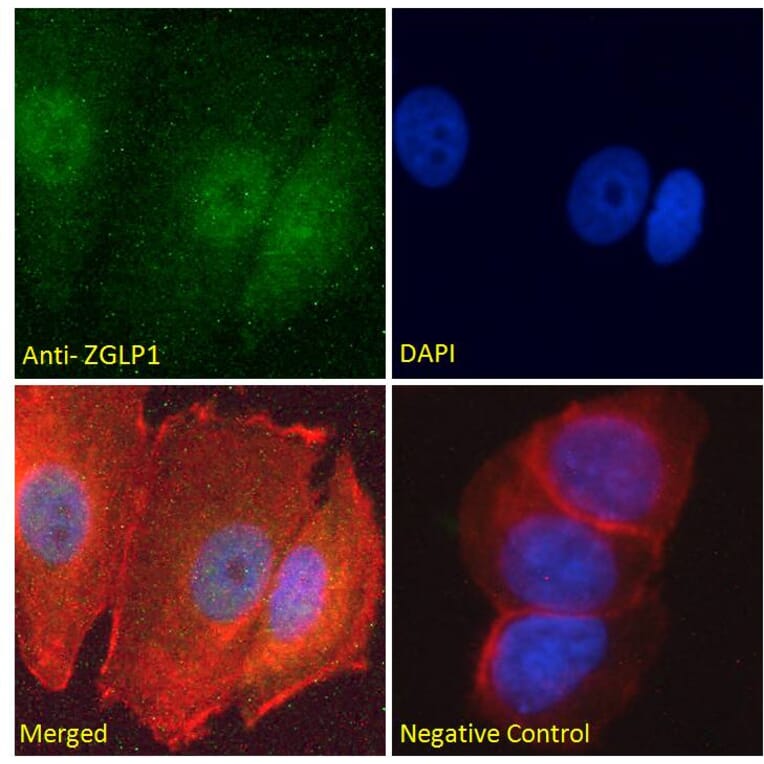 Immunofluorescence - Anti-ZGLP1 Antibody (A286038) - Antibodies.com