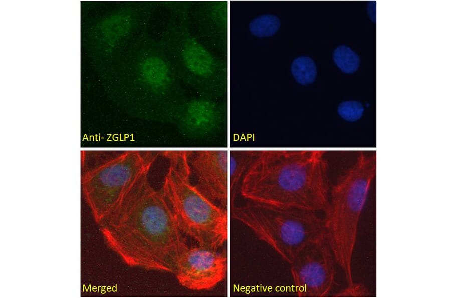 Immunofluorescence - Anti-ZGLP1 Antibody (A286038) - Antibodies.com