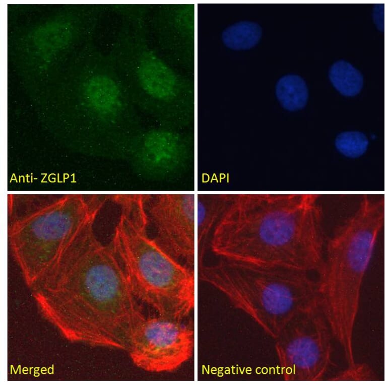 Immunofluorescence - Anti-ZGLP1 Antibody (A286038) - Antibodies.com