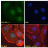 Immunofluorescence - Anti-ZGLP1 Antibody (A286038) - Antibodies.com