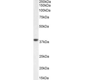 Western Blot - Anti-C5a-R Antibody (A286040) - Antibodies.com