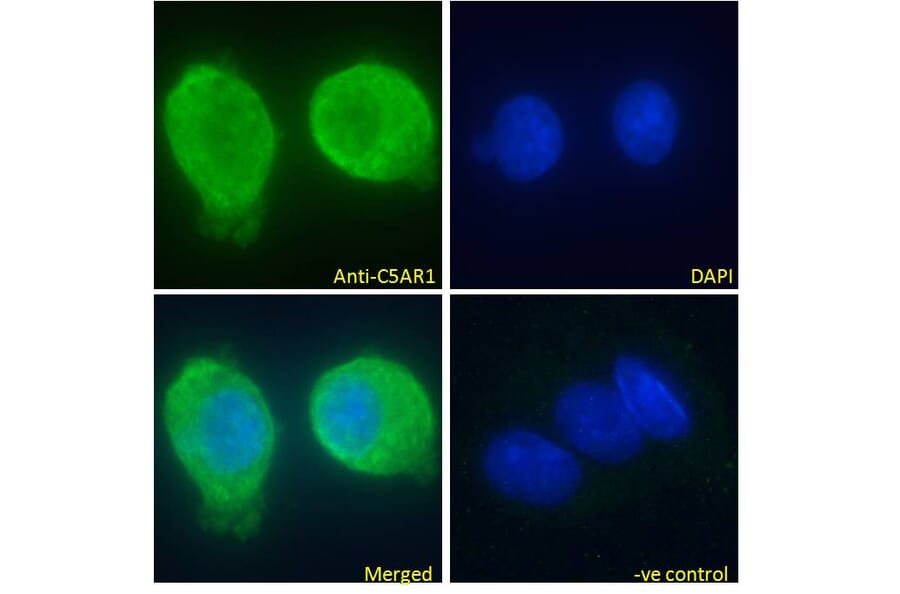 Immunofluorescence - Anti-C5a-R Antibody (A286040) - Antibodies.com