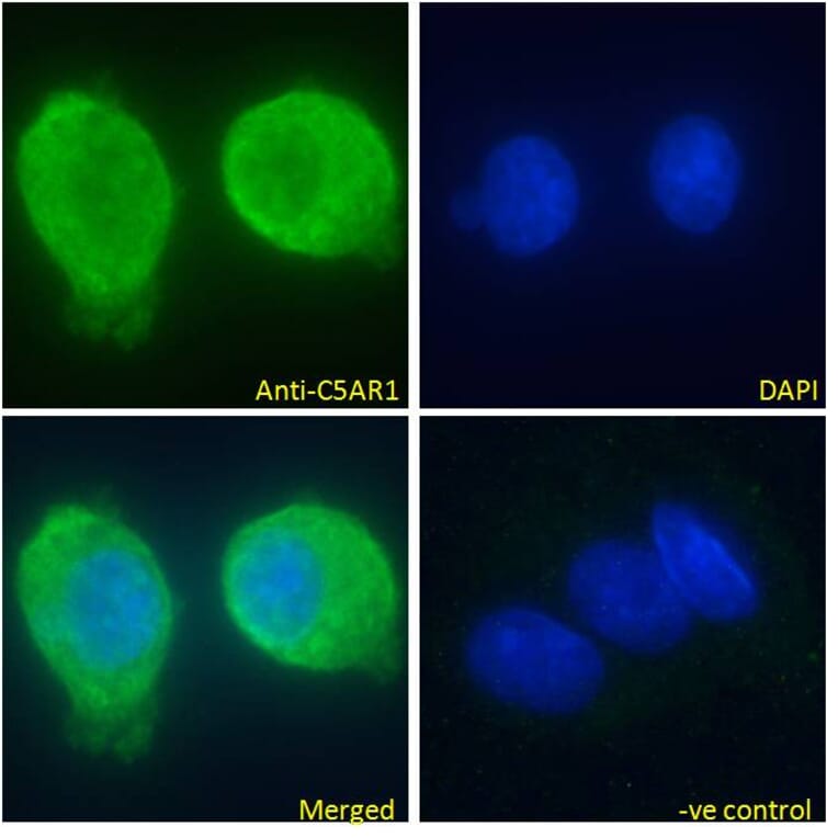 Immunofluorescence - Anti-C5a-R Antibody (A286040) - Antibodies.com