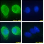 Immunofluorescence - Anti-C5a-R Antibody (A286040) - Antibodies.com