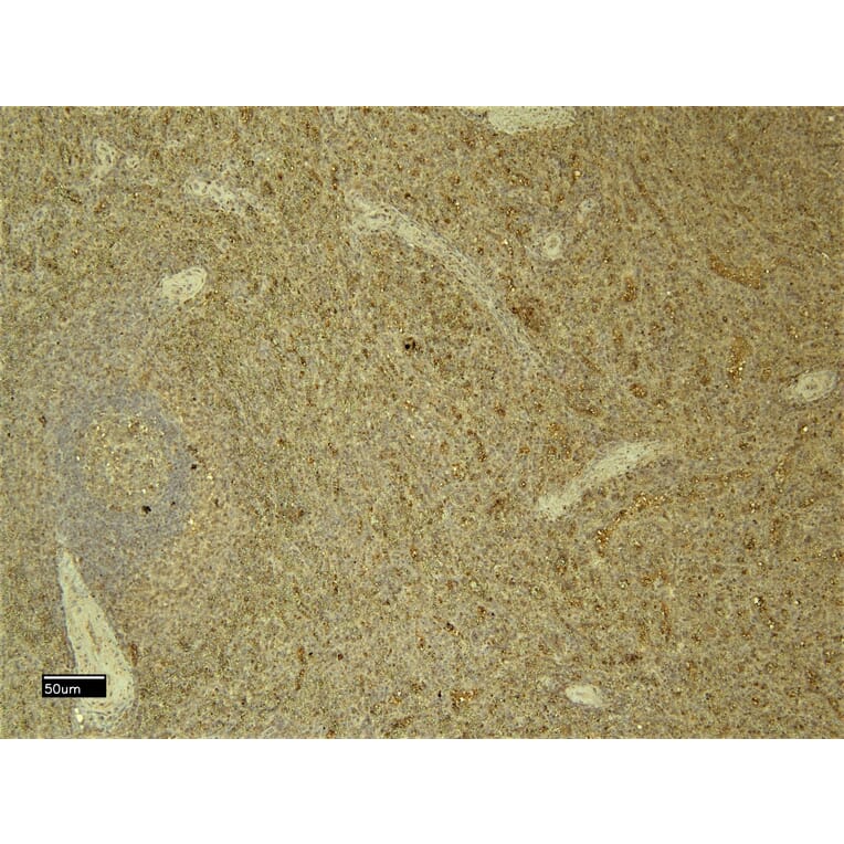 Immunohistochemistry - Anti-C5a-R Antibody (A286040) - Antibodies.com