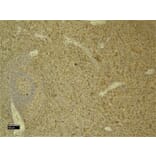 Immunohistochemistry - Anti-C5a-R Antibody (A286040) - Antibodies.com