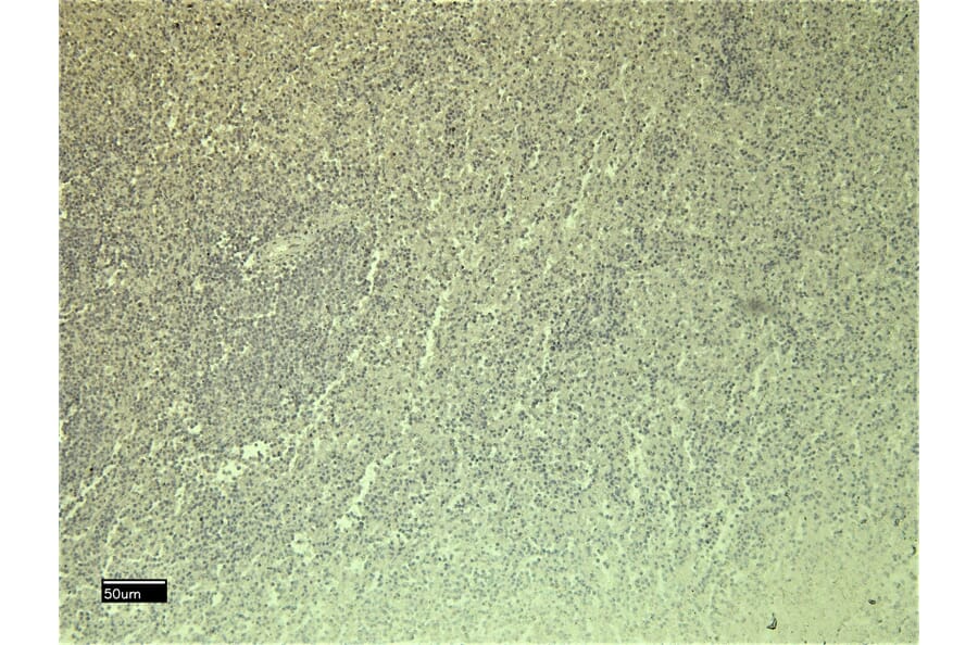 Immunohistochemistry - Anti-C5a-R Antibody (A286040) - Antibodies.com