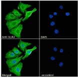 Immunofluorescence - Anti-IL-1R-2 Antibody (A286042) - Antibodies.com