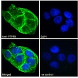 Immunofluorescence - Anti-VE-PTP Antibody (A286043) - Antibodies.com