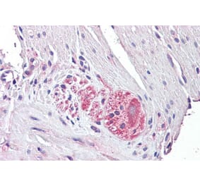 Immunohistochemistry - Anti-Netrin 4 Antibody (A286044) - Antibodies.com