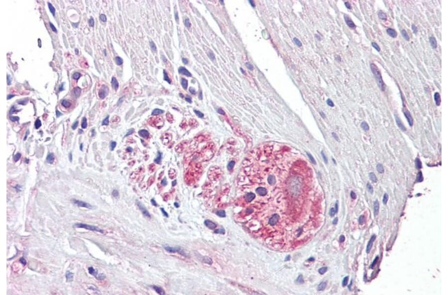 Immunohistochemistry - Anti-Netrin 4 Antibody (A286044) - Antibodies.com