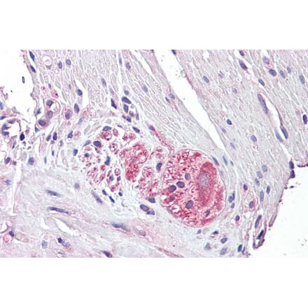 Immunohistochemistry - Anti-Netrin 4 Antibody (A286044) - Antibodies.com