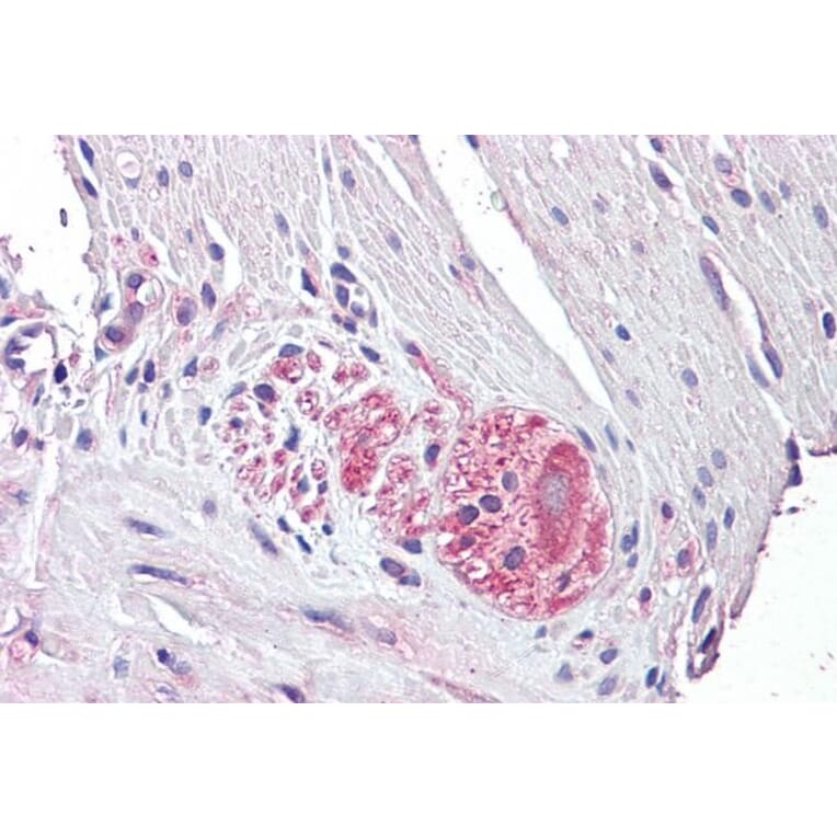 Immunohistochemistry - Anti-Netrin 4 Antibody (A286044) - Antibodies.com